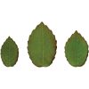 Kiszúró szett, levélforma, műanyag, 3 db-os