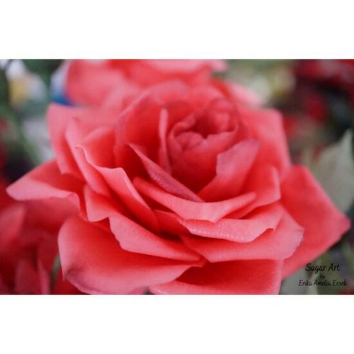 Rózsa szirom erező, szilikon, 6,5×6,3 cm